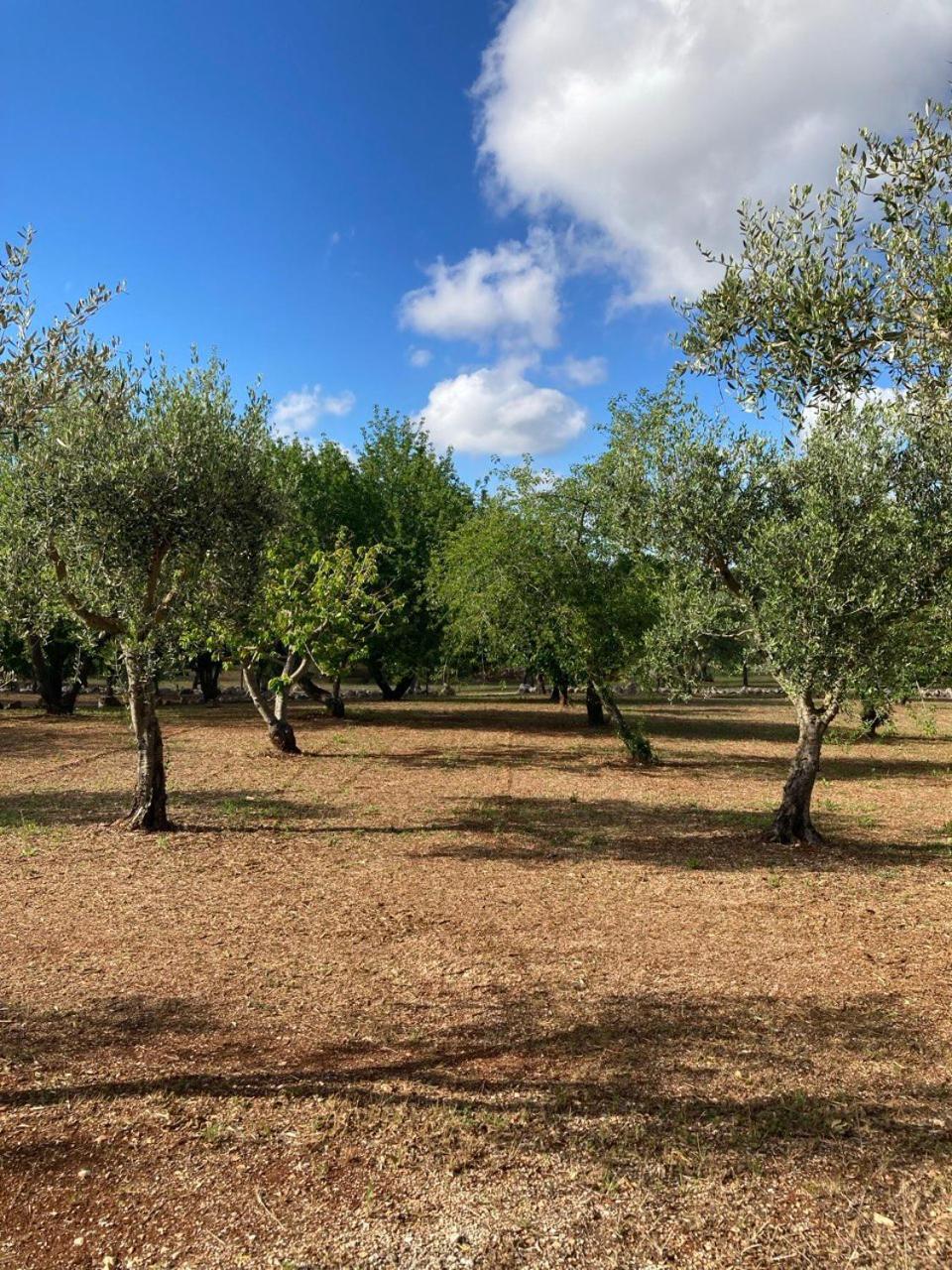 אלברובלו Antica Tenuta Dei Trulli By Qualitravel מראה חיצוני תמונה